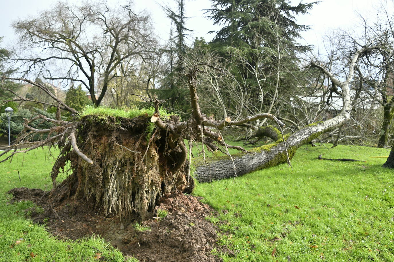 Un árbol tumbado por el viento en Avilés. 