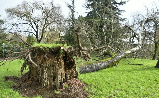 Galería. Árboles caídos y nuevas inundaciones por fuerte temporal en Avilés