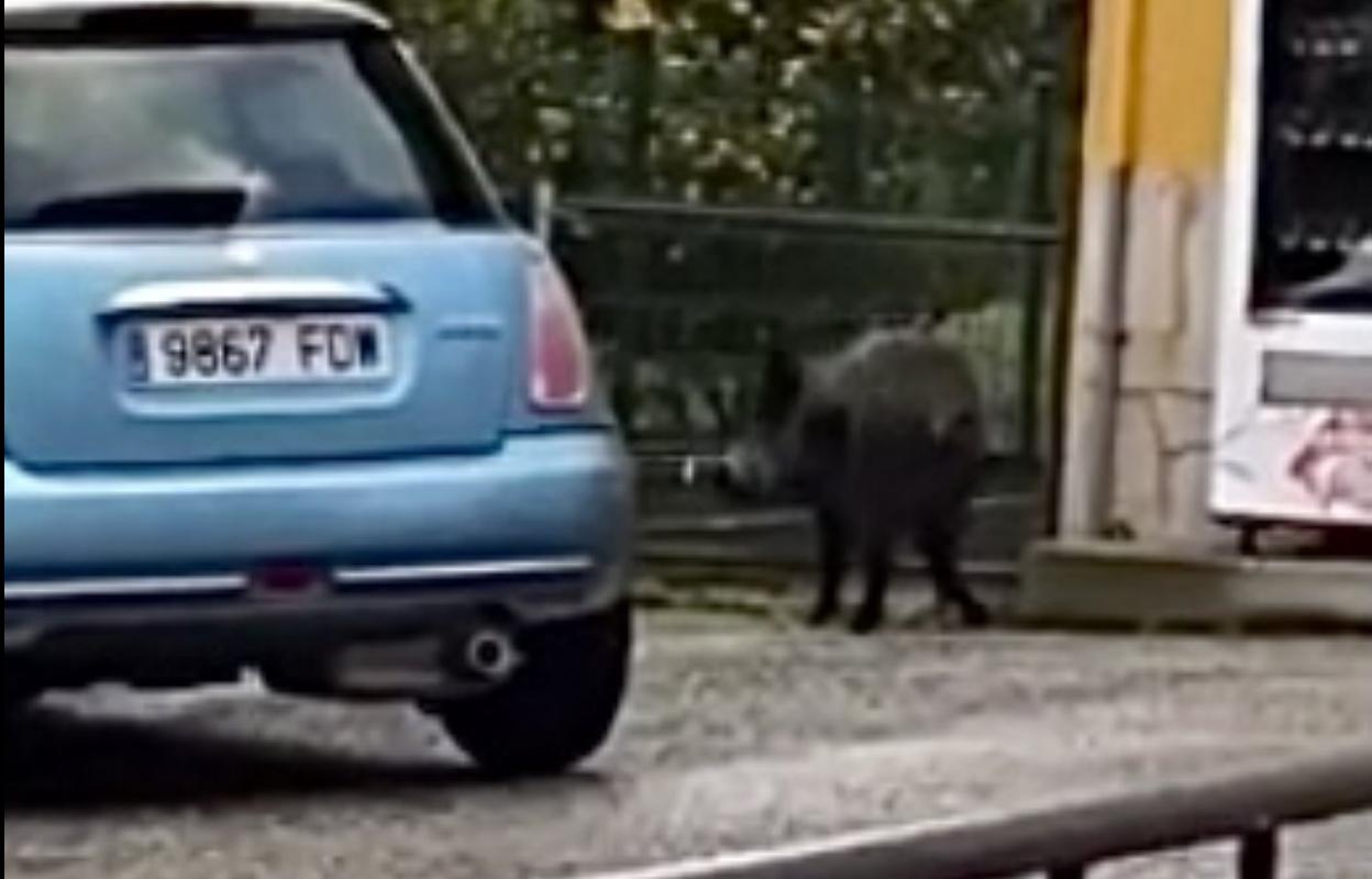 Uno de los jabalíes, junto a un coche en La Caridad. 