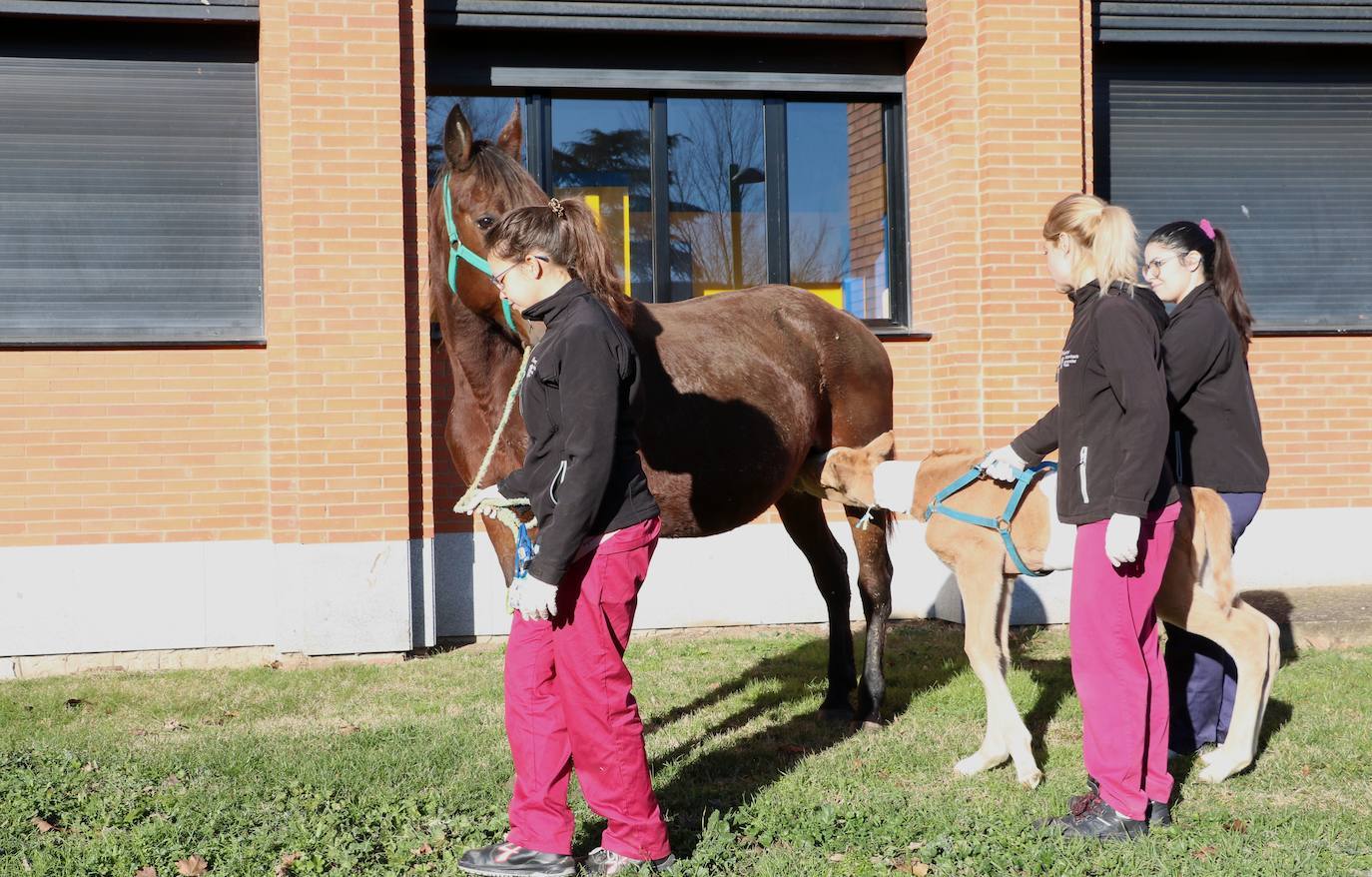 Fotos: El Hospital Veterinario de León asiste a una potra asturiana