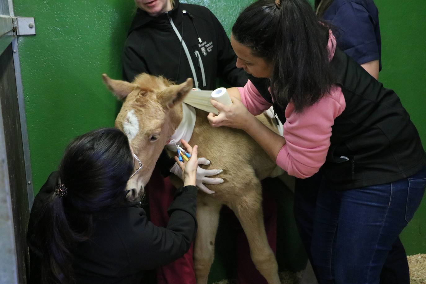 Fotos: El Hospital Veterinario de León asiste a una potra asturiana