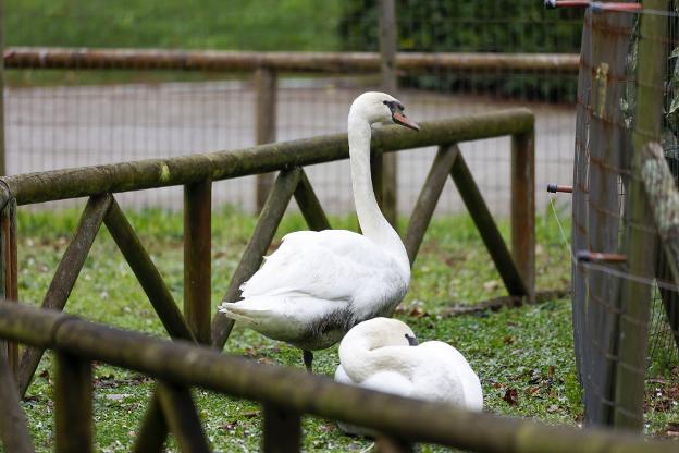 La pareja de cisnes blancos en el nuevo cercado.