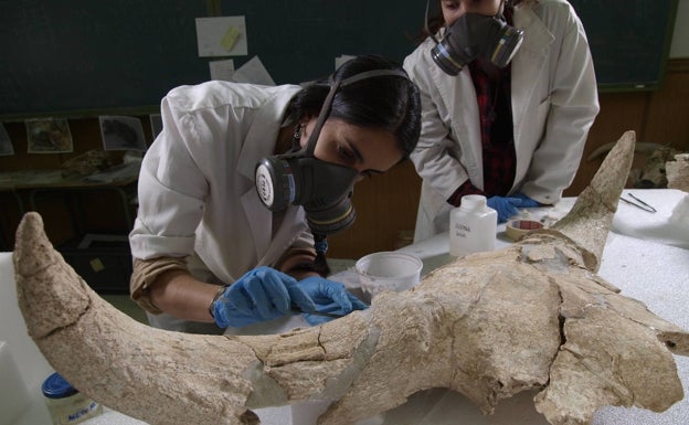 Restauración en el laboratorio de uno de los cráneos de Cueva Des-Cubierta. 