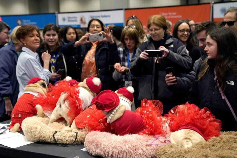Fotos: Perros de competición en el encuentro canino más selecto