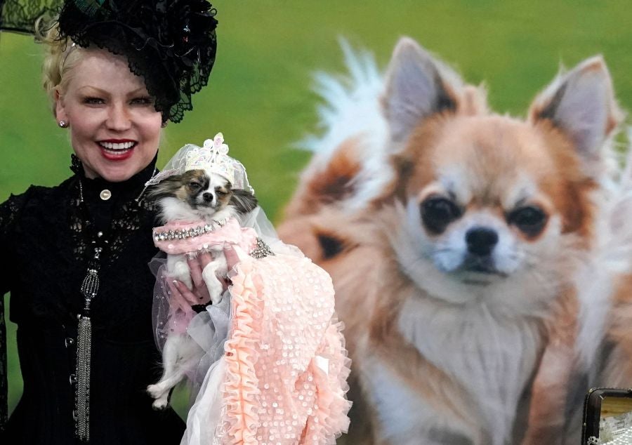 Fotos: Perros de competición en el encuentro canino más selecto