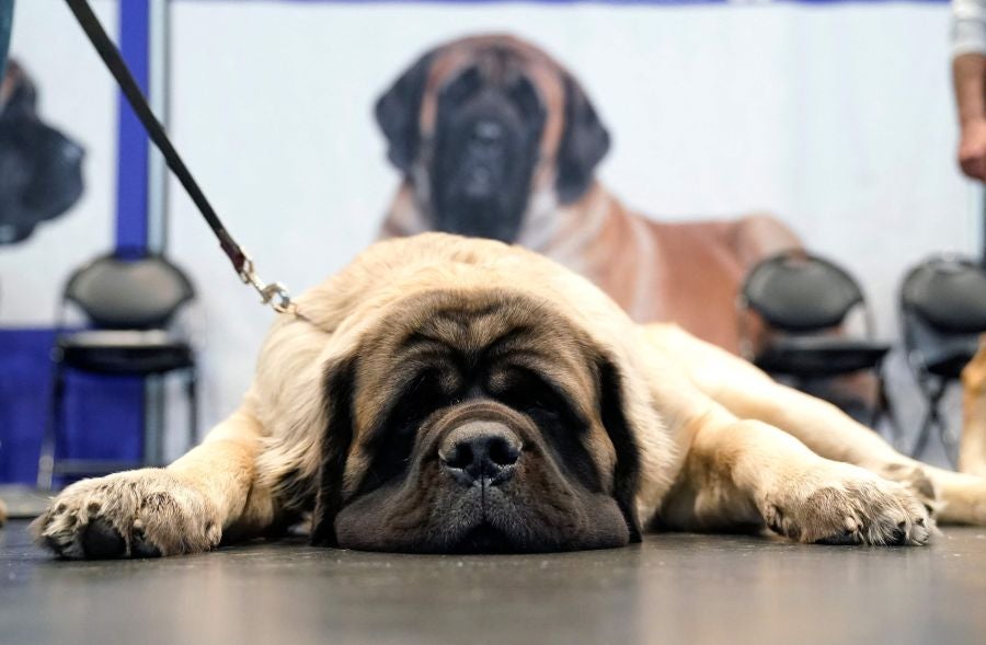 Fotos: Perros de competición en el encuentro canino más selecto