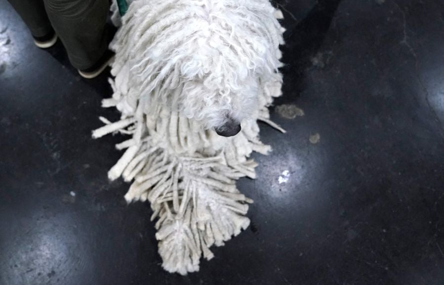 Fotos: Perros de competición en el encuentro canino más selecto