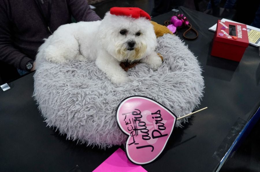 Fotos: Perros de competición en el encuentro canino más selecto