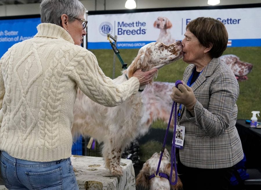 Fotos: Perros de competición en el encuentro canino más selecto