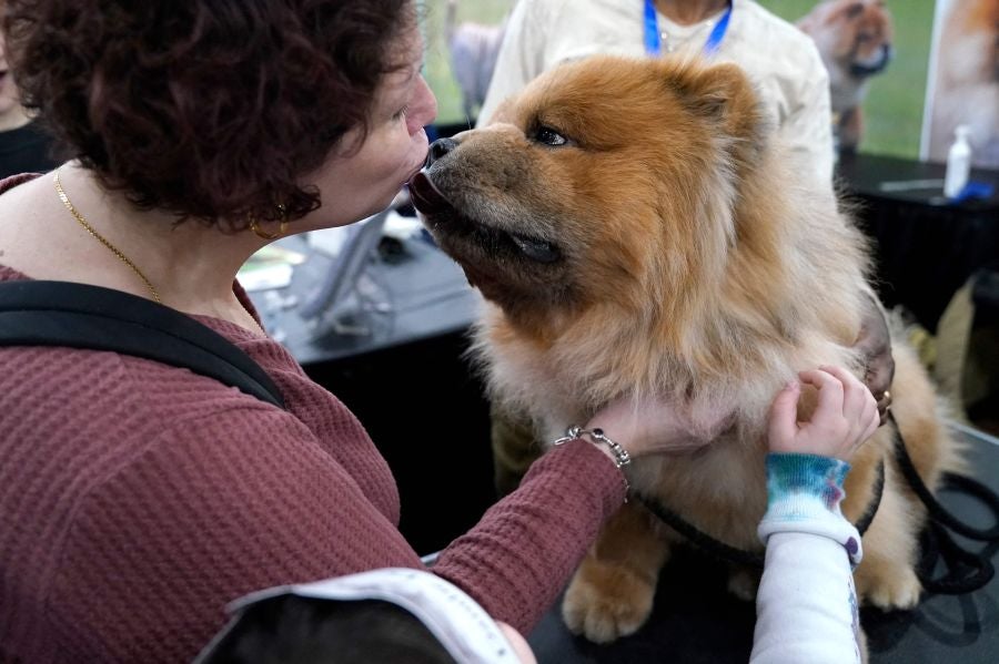 Fotos: Perros de competición en el encuentro canino más selecto