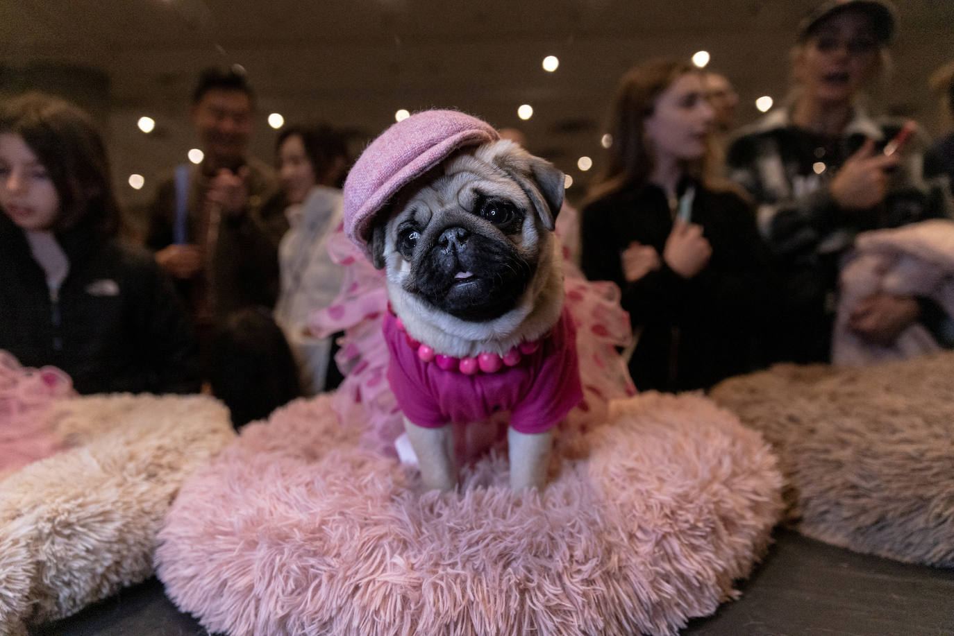 Fotos: Perros de competición en el encuentro canino más selecto