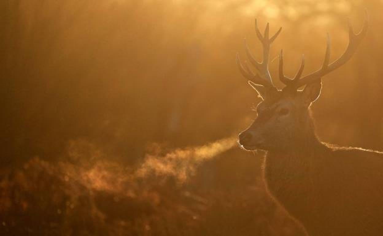 Una conductora reclama al Principado los daños por colisionar con un ciervo en Pravia