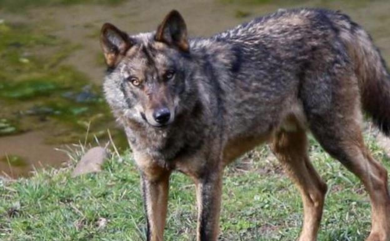 Los mayores tienen miedo de pasear a causa de los lobos», afirman en Las  Campas | El Comercio: Diario de Asturias