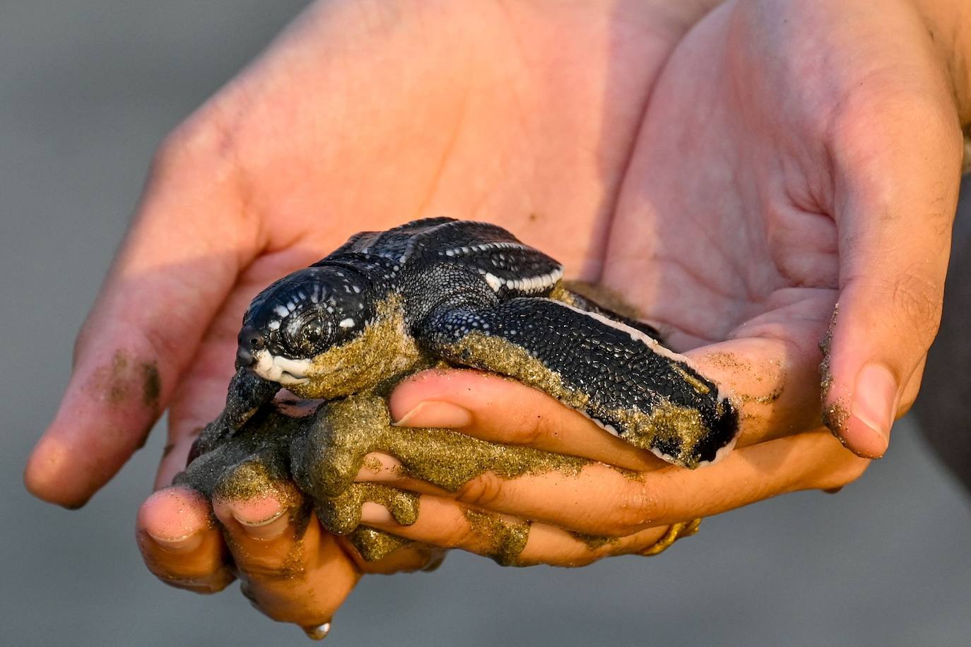 Fotos: Las tortugas marinas más grandes del mundo vuelven al océano