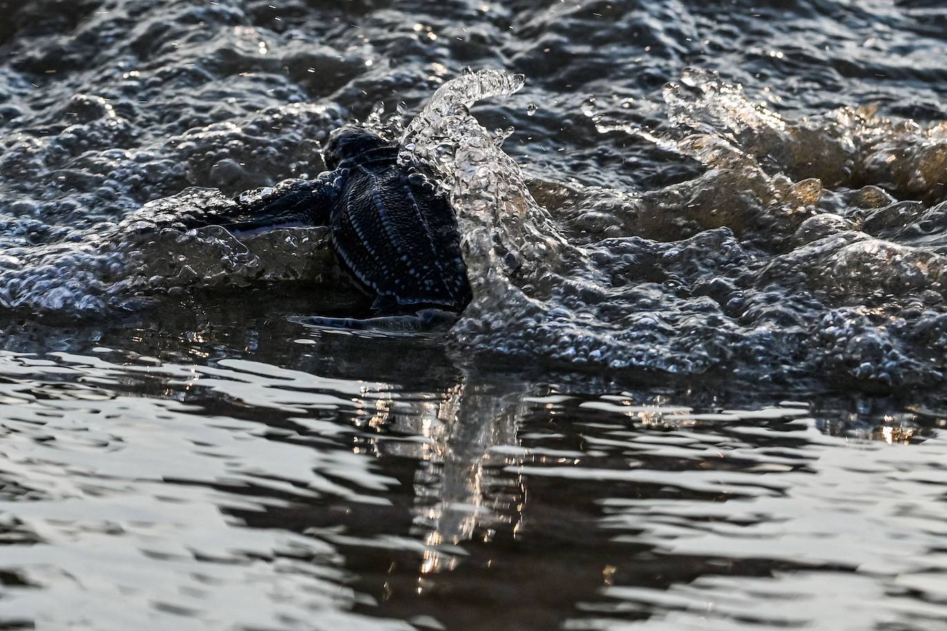 Fotos: Las tortugas marinas más grandes del mundo vuelven al océano