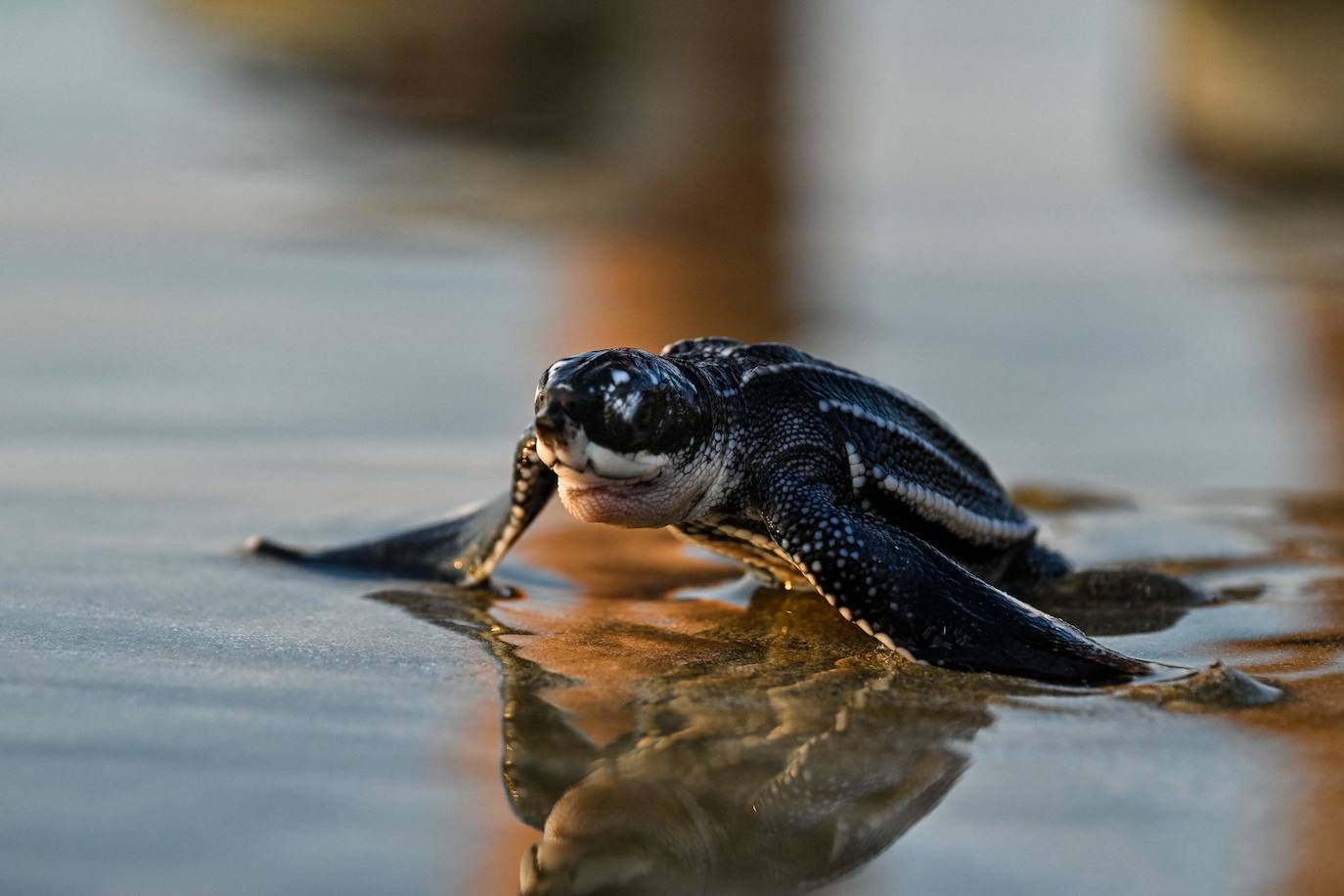Fotos: Las tortugas marinas más grandes del mundo vuelven al océano