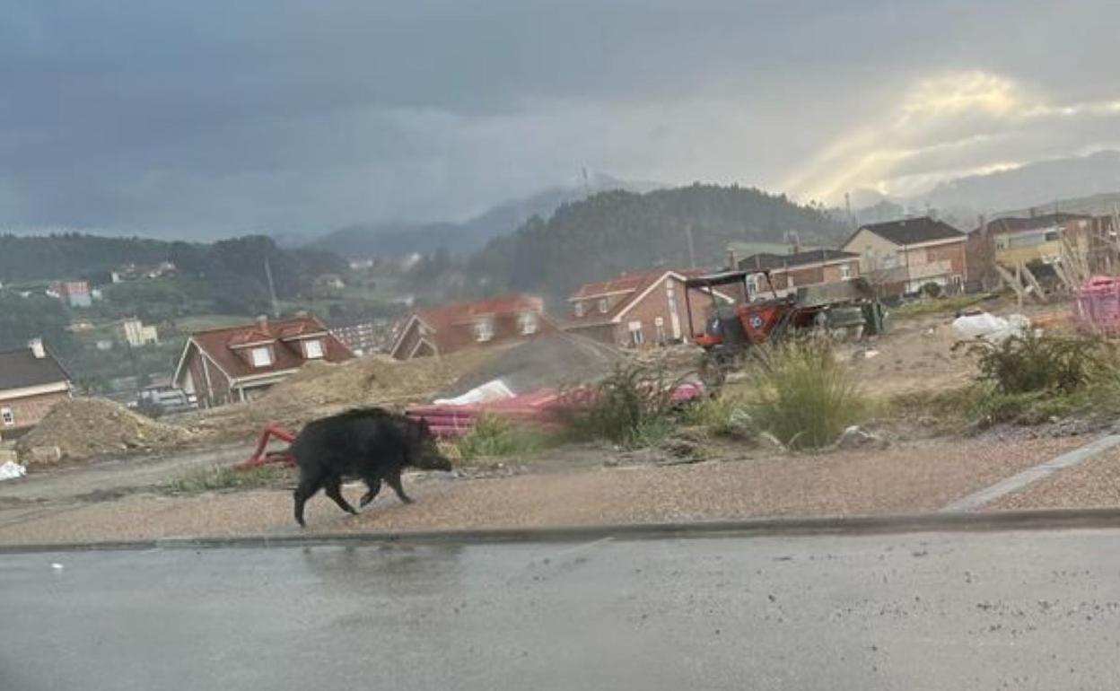 El animal en cuestión, sorprendido el miércoles en la calle Ramiro I. 