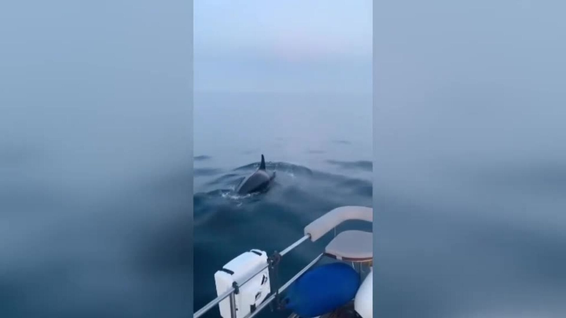 Nuevos ataques de orcas a embarcaciones en el Estrecho de Gibraltar