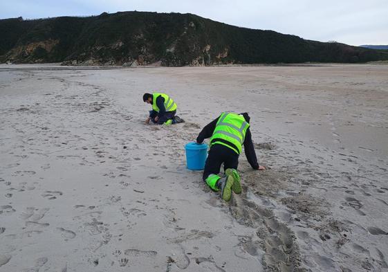 Dos operarios de Tragsa buscan pélets en el arenal de Peñarronda.