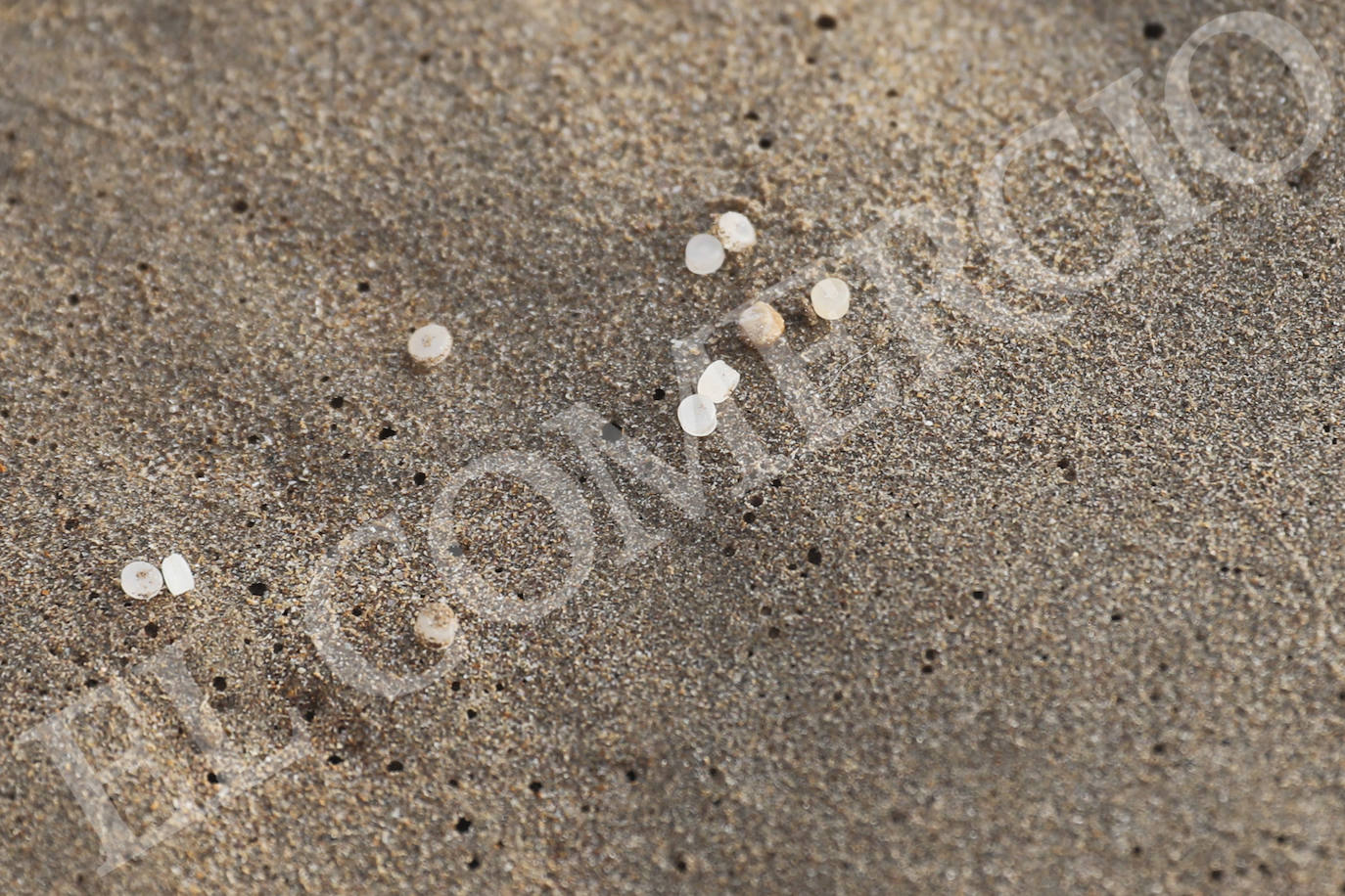 Operarios han recogido pellets de microplástico esta mañana en la playa de Candás. 
