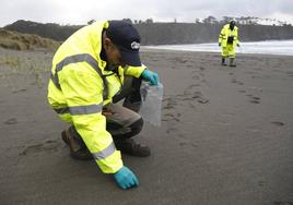 Un hombre recoge uno a uno los pellets en las playa de Barayo, en el occidente asturiano.