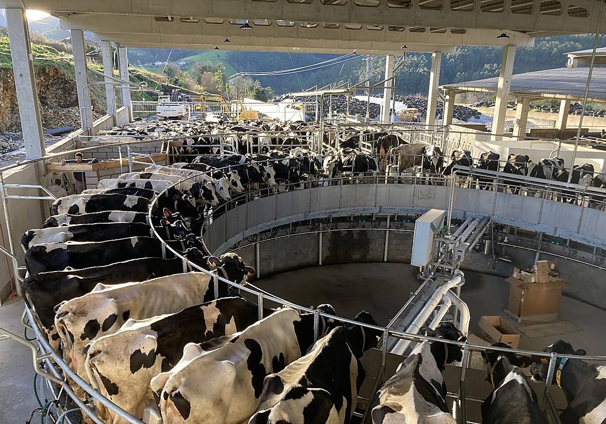 Un robot de ordeño circular, que puede ordeñar 50 animales a la vez, en la ganadería Cancello, de Coaña.