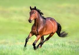 Investigan a un vecino de Luarca por falsear la documentación de un caballo para manipular su edad