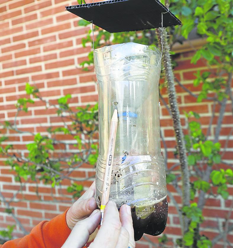 Soto del Barco busca voluntarios para acabar con la avispa asiática