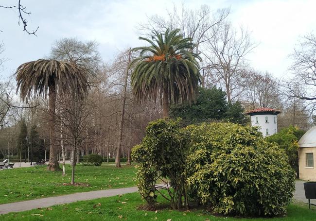 Esta es la escabechina ocasionada por el picudo rojo en el icónico vergel asturiano, el parque Isabel la Católica al no actuarse a tiempo. El resultado: doce palmeras menos.