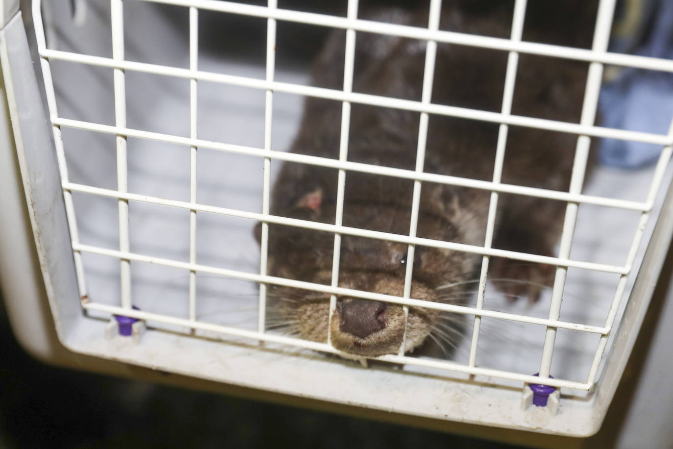 Detectan y extraen una nutria cerca del Tostaderu de Gijón