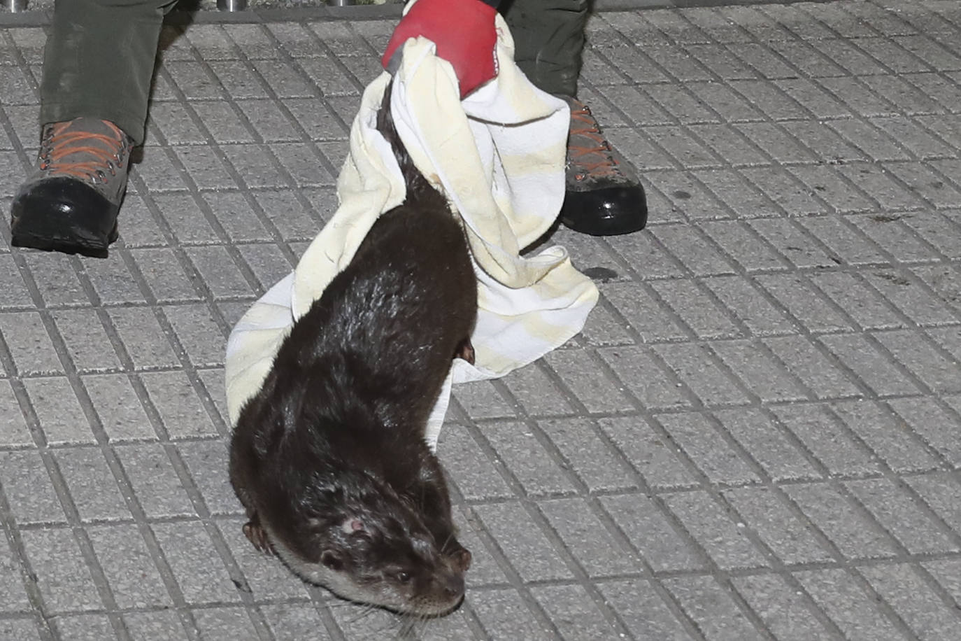 Detectan y extraen una nutria cerca del Tostaderu de Gijón