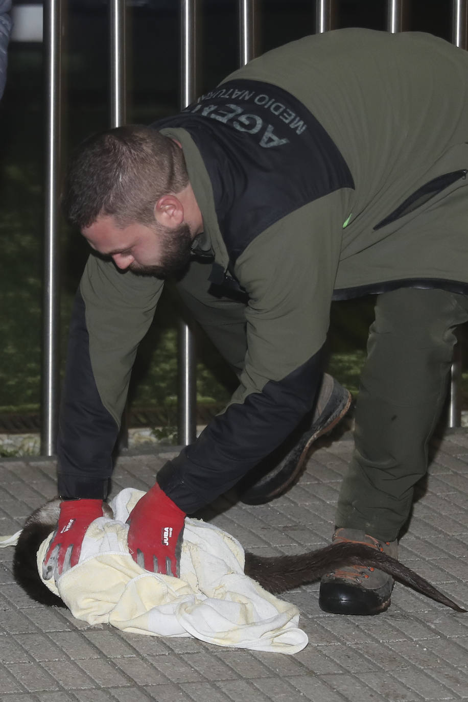 Detectan y extraen una nutria cerca del Tostaderu de Gijón