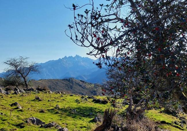 La cercana silueta escarpada de los Picos de Europa es una estampa constante en esta bella ruta por Ponga