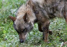 1,9 millones de euros en cinco meses por daños de la fauna salvaje