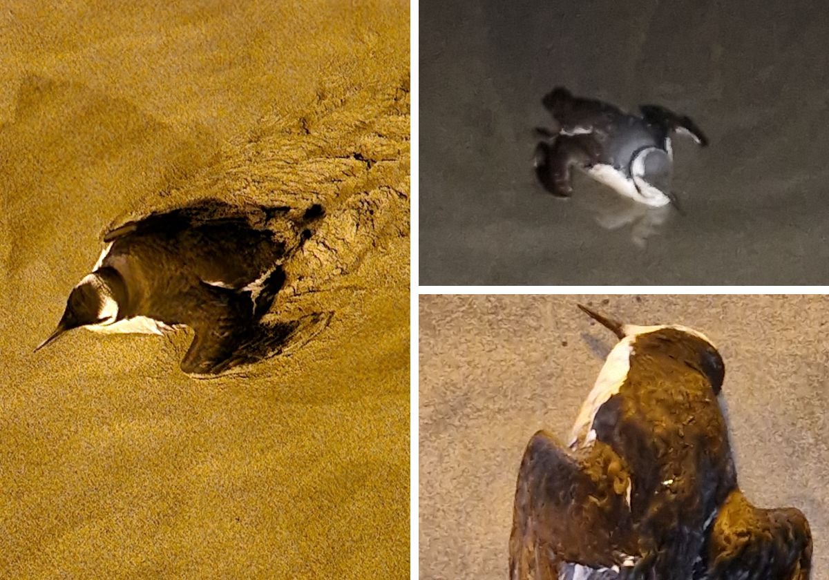 Sorpresa en la playa de Salinas por el avistamiento de tres 'pingüinos'