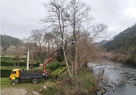 Se retiraron los árboles caídos al río y los que estaban en riesgo de hacerlo para evitar tapones.