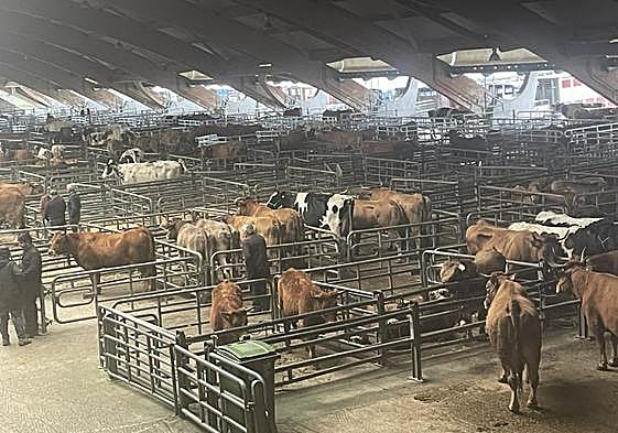 El mercado de ganado de Pola de Siero, cuyas entradas contarán con arco lector para el registro de los animales.