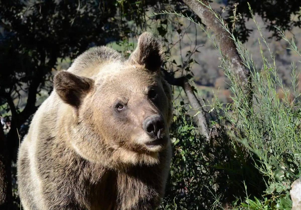 Ejemplar de oso pardo.