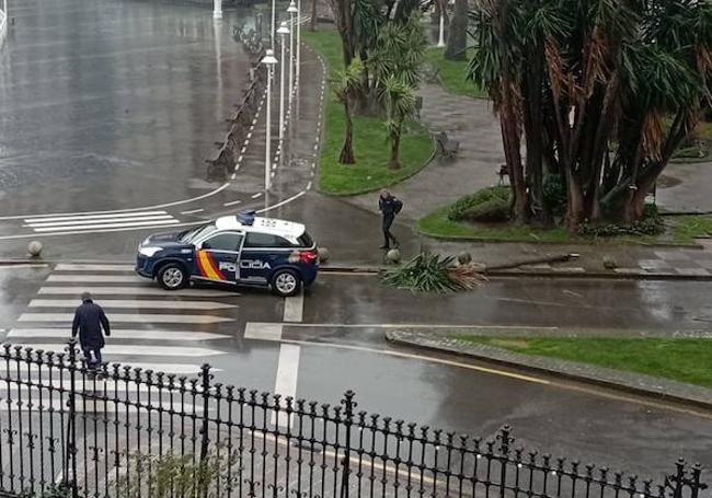 Un coche de la Policía Nacional en el Puerto Deportivo, donde el fuerte viento provocó la caída de una árbol.