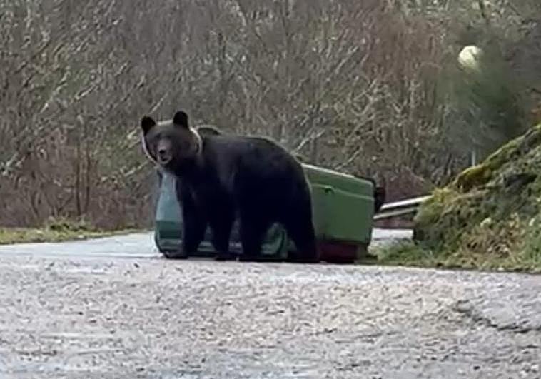 El ejemplar de oso, junto al contenedor.