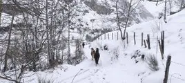 Un grupo de caballos caminan por un sendero cercano a Valle de Lago, en Somiedo, ayer por la mañana.