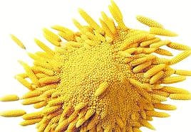 El mijo vuelve a la mesa