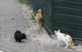 Una colonia de gatos callejeros.