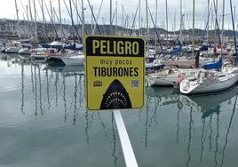 Los carteles que alertan del «peligro» por tiburones en Gijón