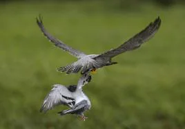 Las espectaculares imágenes de un halcón peregrino cazando en la costa de Asturias