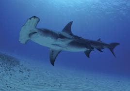 'Tiburones', los reyes del mar en el BIOPARC Acuario de Gijón