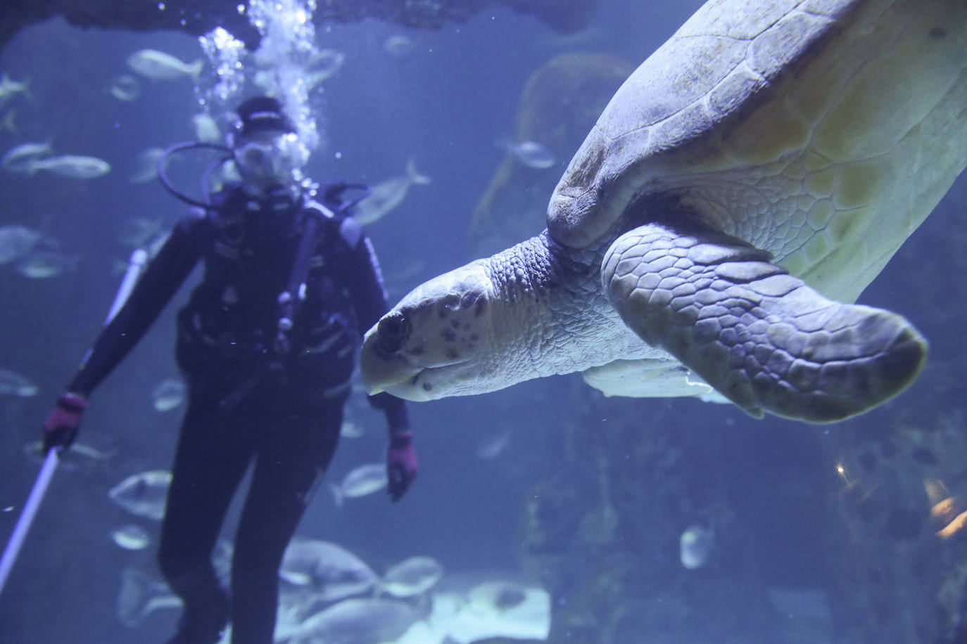 Así es &#039;Tiburones&#039;, la nueva exposición del Acuario de Gijón