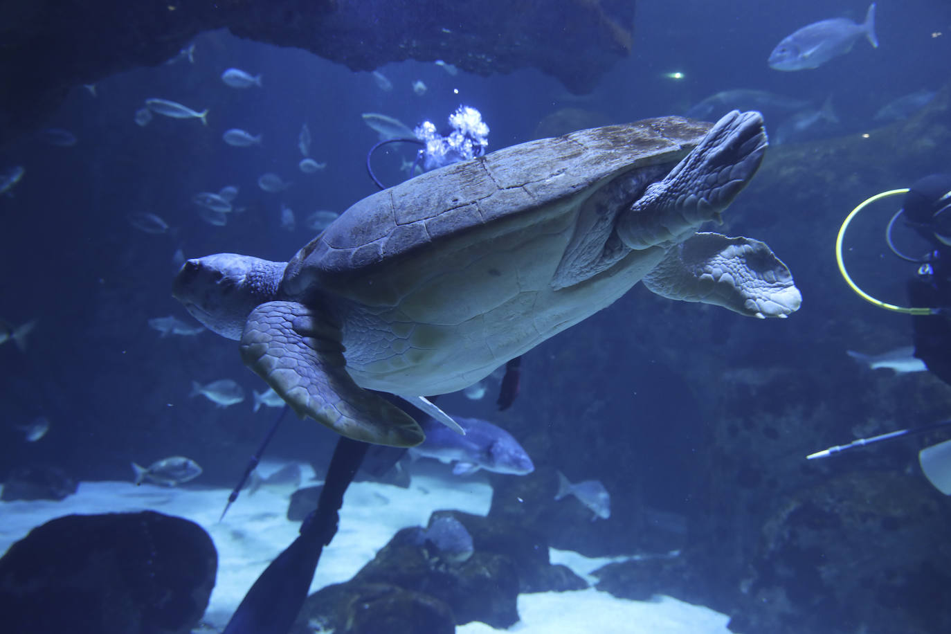 Así es &#039;Tiburones&#039;, la nueva exposición del Acuario de Gijón