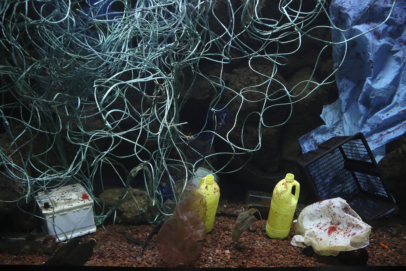 Así es &#039;Tiburones&#039;, la nueva exposición del Acuario de Gijón