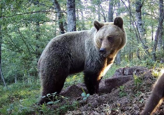 Evitar que los osos se acerquen a los pueblos: el innovador proyecto en el que participa Asturias
